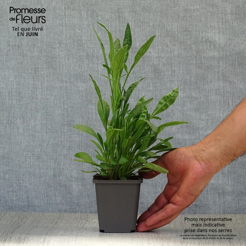 Exemplaar van Coreopsis lanceolata Sterntaler - Meisjesogen Kweekpotje van 8/9 cm zoals geleverd in de zomer