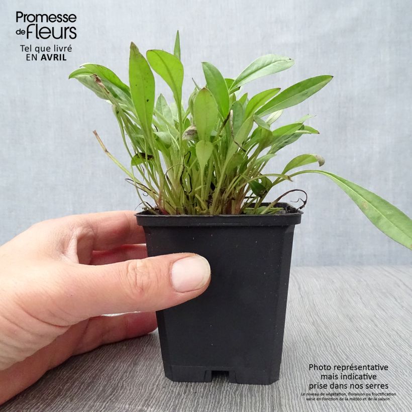 Exemplaar van Coreopsis lanceolata Sterntaler - Meisjesogen Kweekpotje van 8/9 cm zoals geleverd in de lente