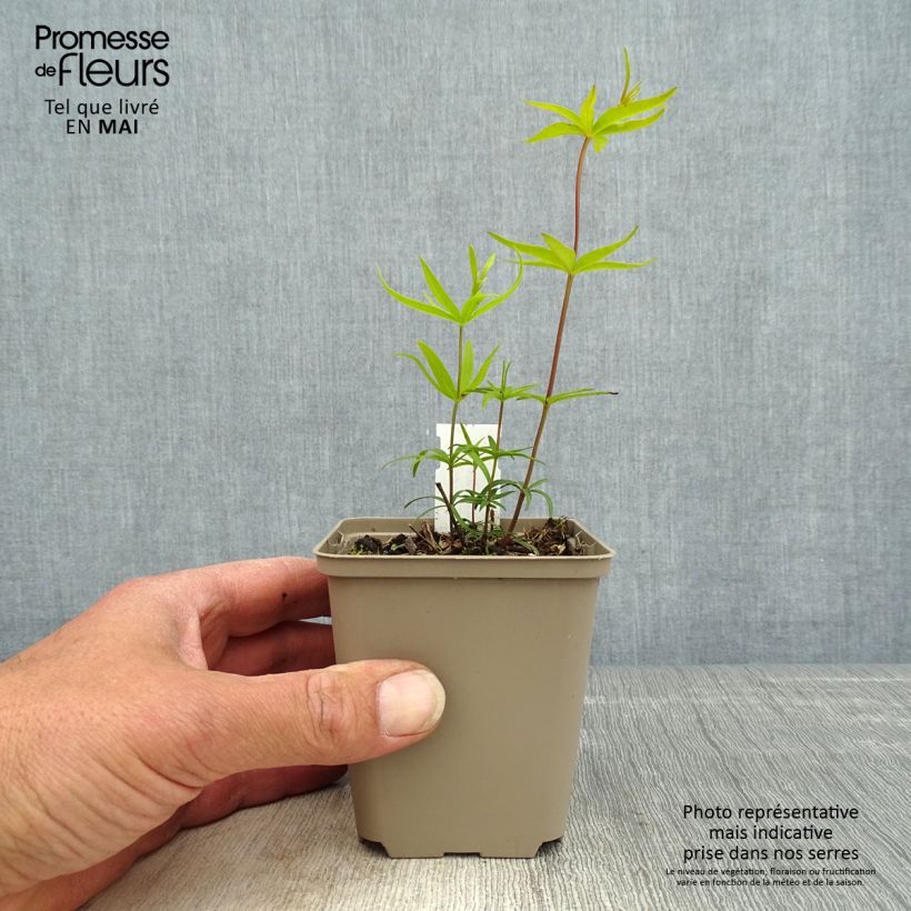 Exemplaar van Coreopsis major - Meisjesogen Kweekpotje van 8/9 cm zoals geleverd in de lente