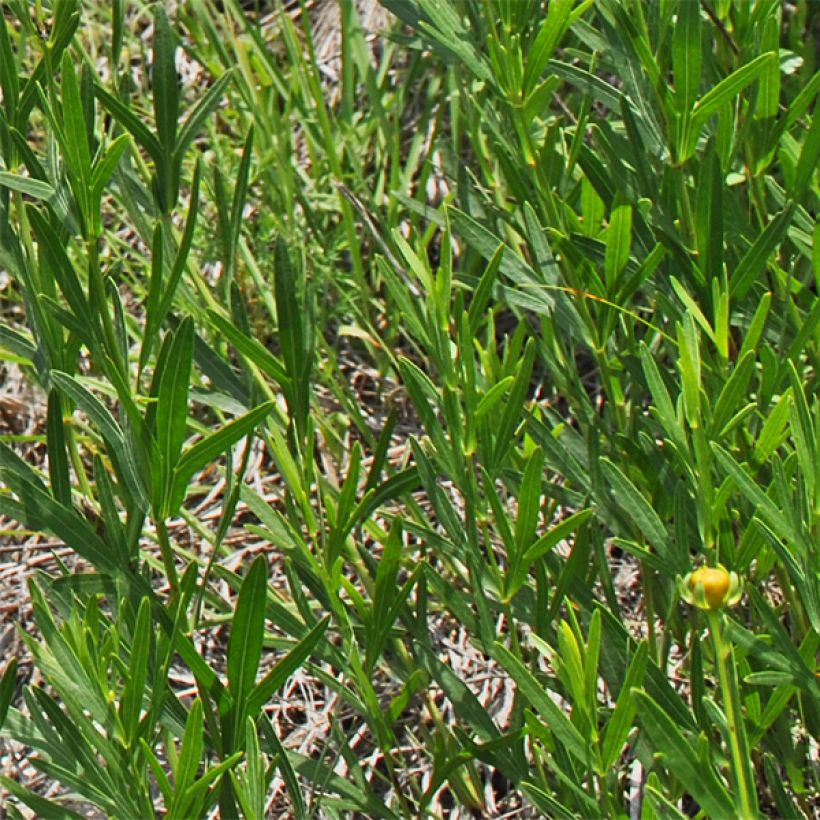 Coreopsis palmata - Meisjesogen (Foliage)