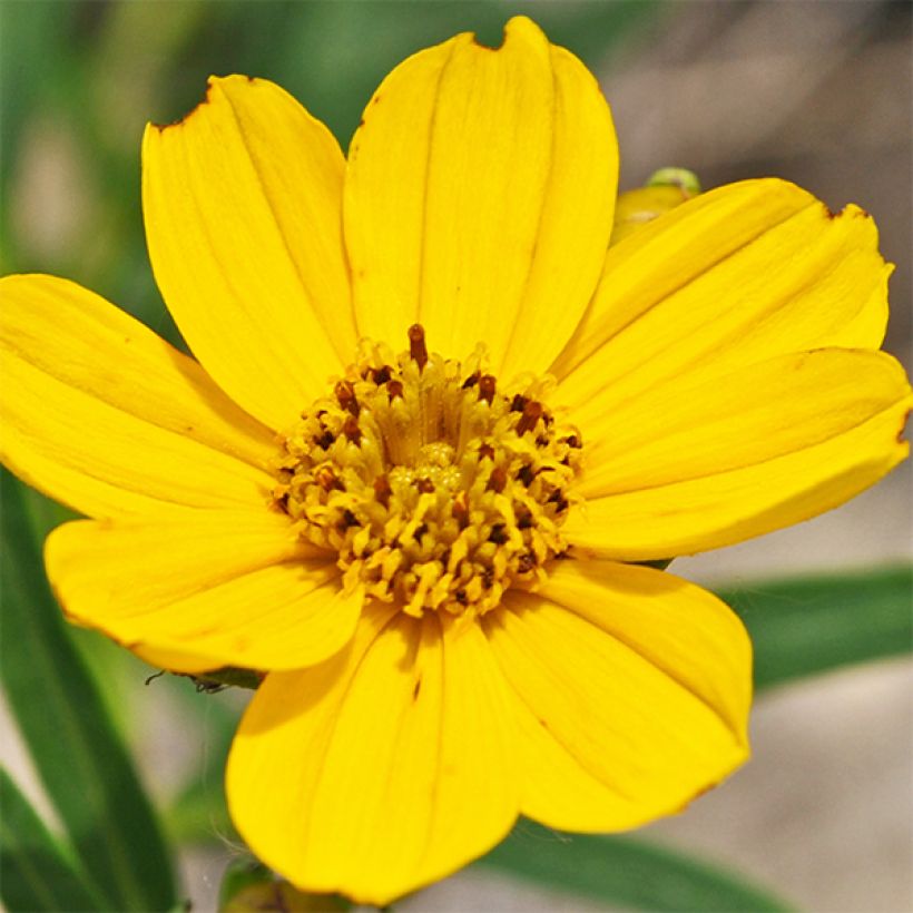 Coreopsis palmata - Meisjesogen (Flowering)