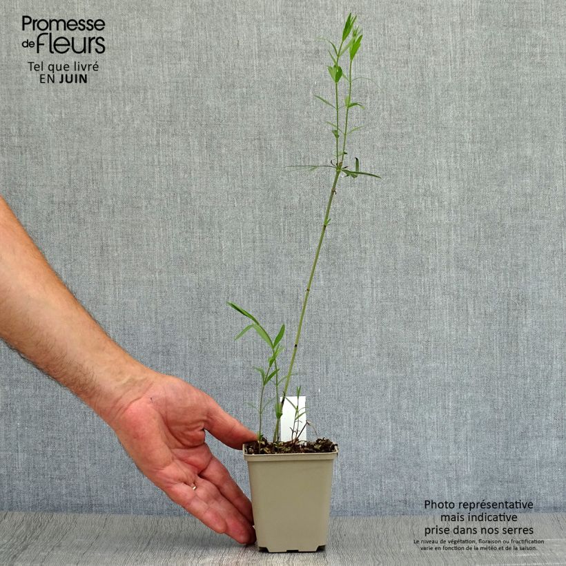 Exemplaar van Coreopsis palmata - Meisjesogen Kweekpotje van 8/9 cm zoals geleverd in de zomer
