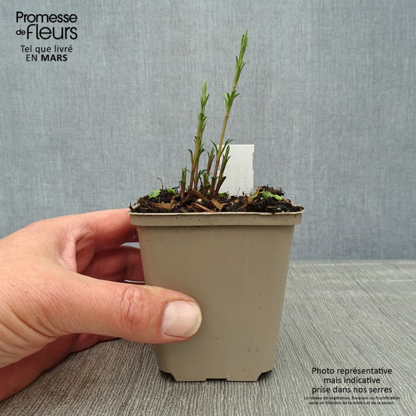 Exemplaar van Coreopsis palmata - Meisjesogen Kweekpotje van 8/9 cm zoals geleverd in de lente