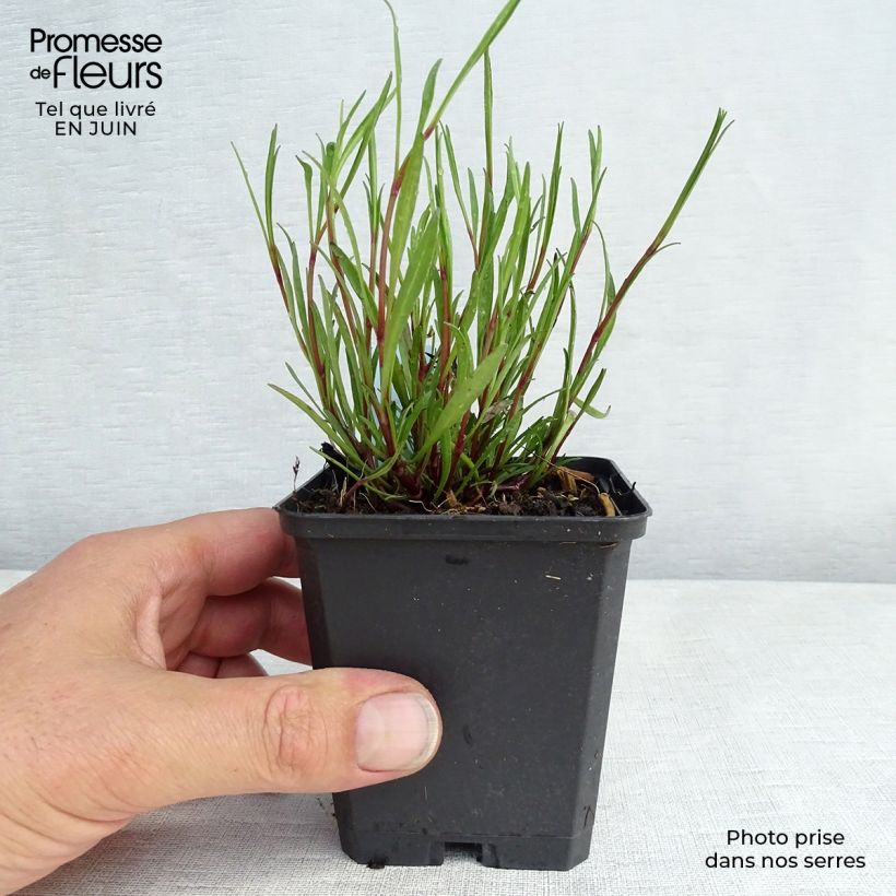 Exemplaar van Coreopsis rosea American Dream - Roze meisjesogen Kweekpotje van 8/9 cm zoals geleverd in de zomer