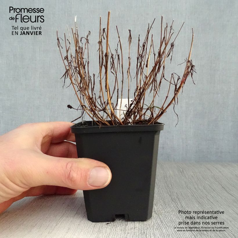 Example of Coreopsis rosea American Dream Kweekpotje van 8/9 cm as you get in hiver