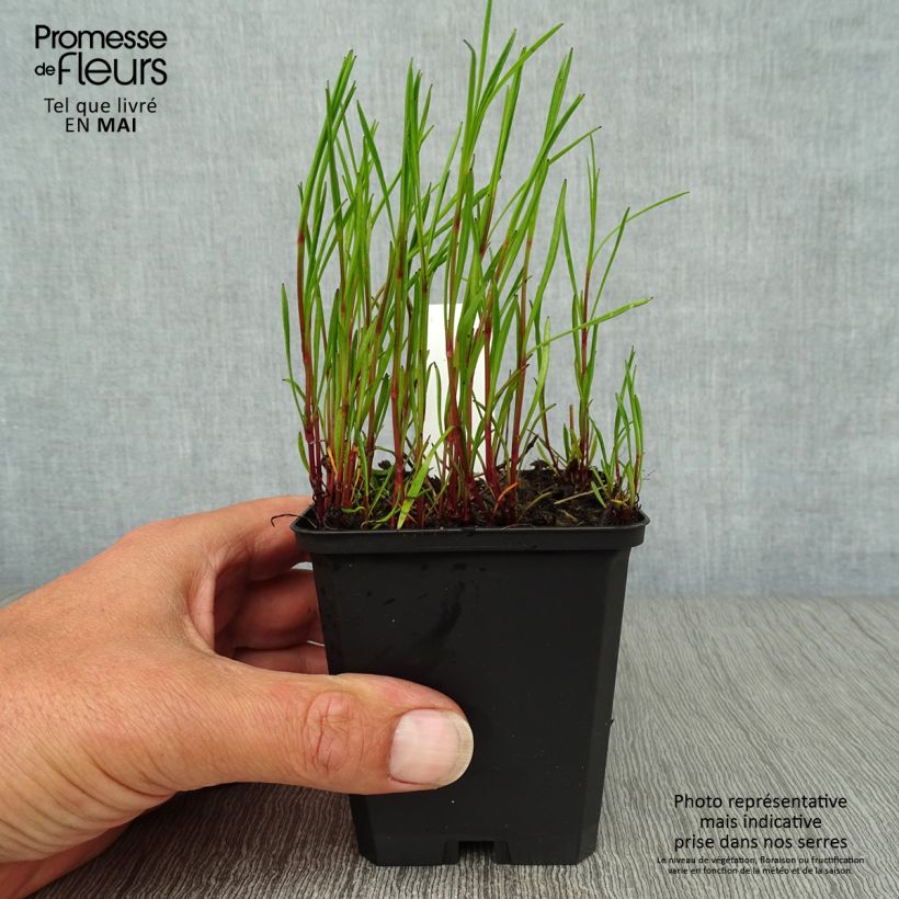 Exemplaar van Coreopsis rosea American Dream - Roze meisjesogen Kweekpotje van 8/9 cm zoals geleverd in de lente