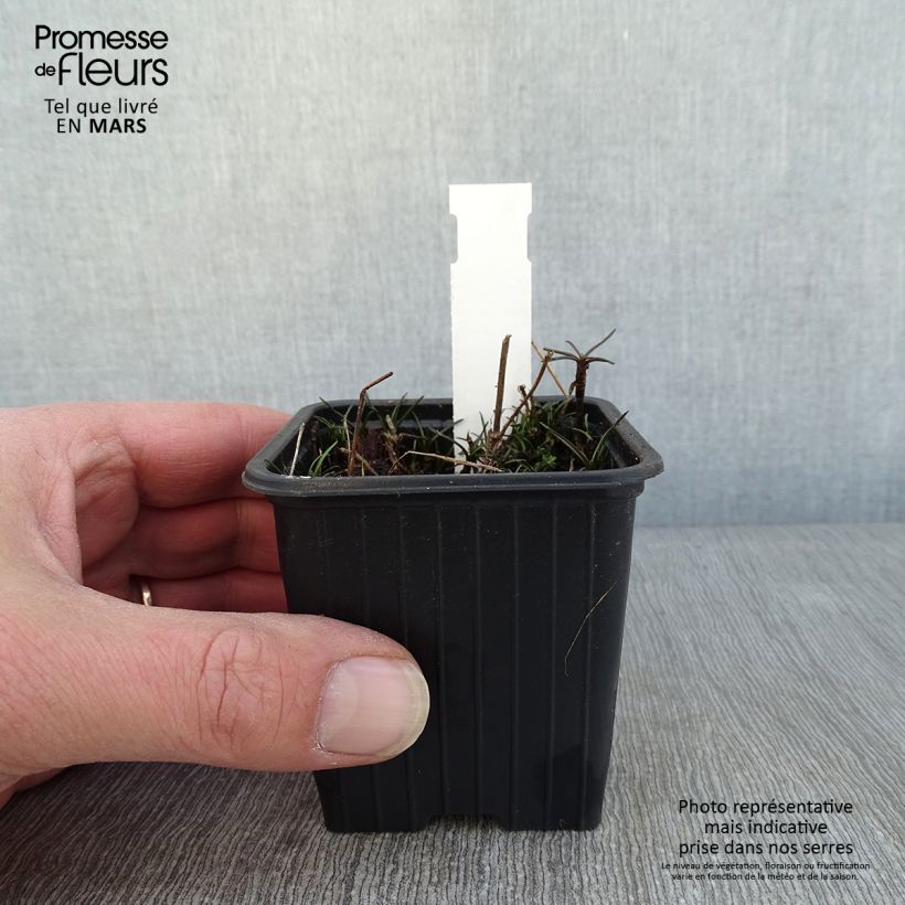 Example of Coreopsis rosea Nana - Roze meisjesogen Kweekpotje van 8/9 cm as you get in hiver