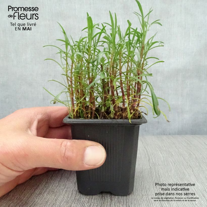 Exemplaar van Coreopsis rosea Nana - Roze meisjesogen Kweekpotje van 8/9 cm zoals geleverd in de lente