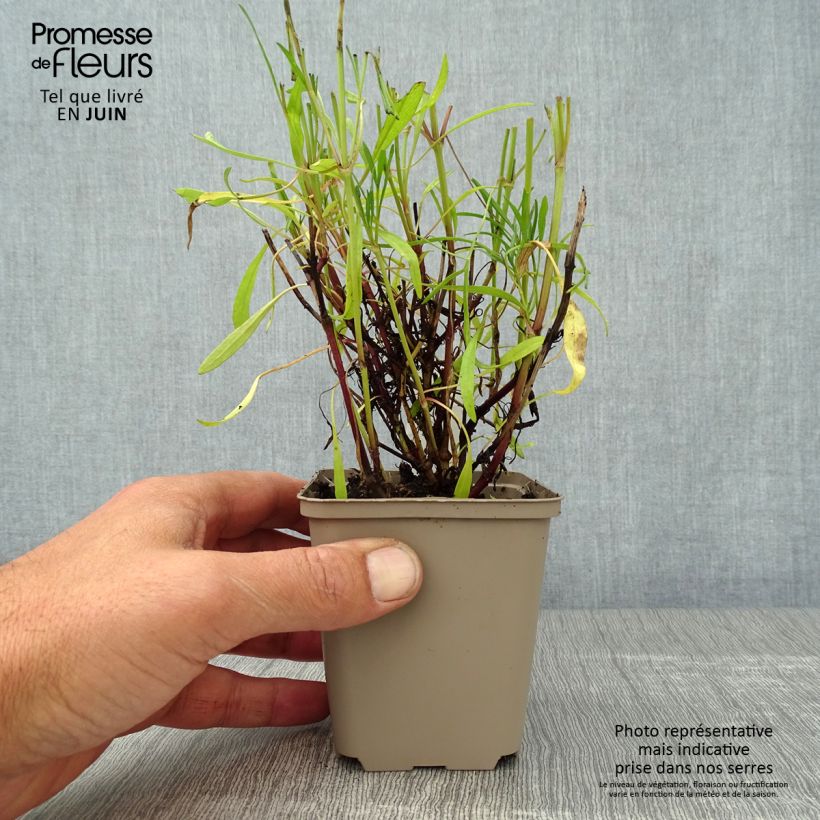 Exemplaar van Coreopsis rosea Sweet Dreams - Roze meisjesogen Kweekpotje van 8/9 cm zoals geleverd in de zomer
