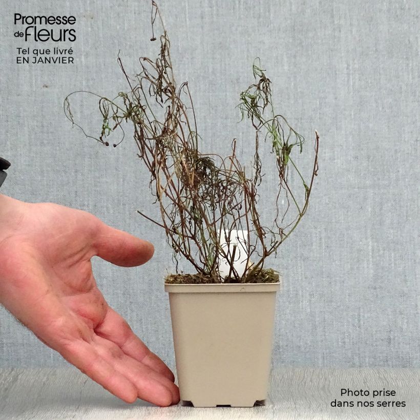 Example of Coreopsis rosea Sweet Dreams - Roze meisjesogen Kweekpotje van 8/9 cm as you get in hiver