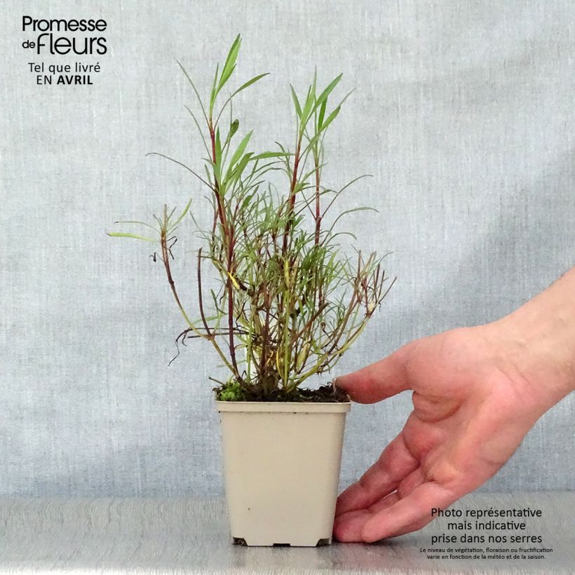 Exemplaar van Coreopsis rosea Sweet Dreams - Roze meisjesogen Kweekpotje van 8/9 cm zoals geleverd in de lente