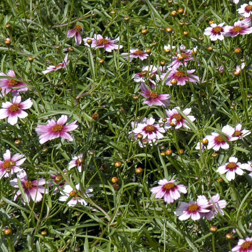 Coreopsis rosea Sweet Dreams - Roze meisjesogen (Flowering)