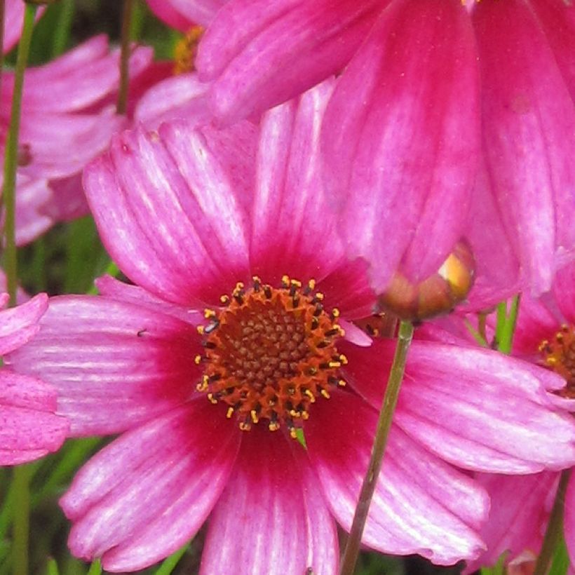 Coreopsis rosea Heaven's Gate - Roze meisjesogen (Bloei)