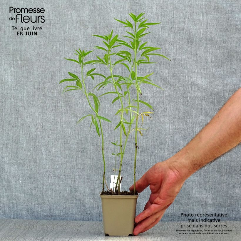 Exemplaar van Coreopsis tripteris - Meisjesogen Kweekpotje van 8/9 cm zoals geleverd in de zomer