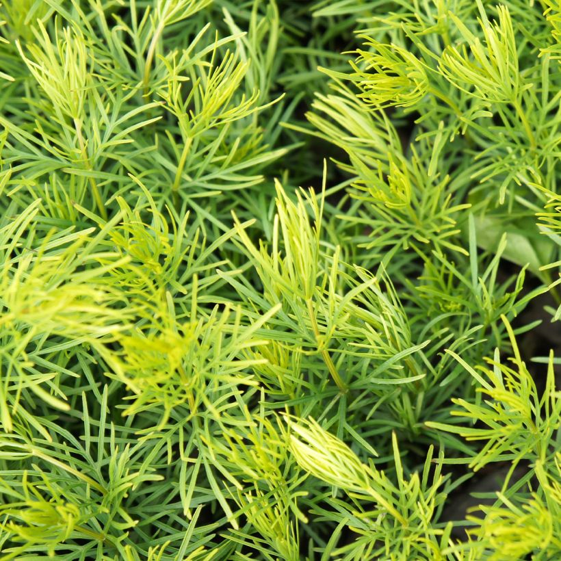 Coreopsis verticilata Sunbeam - Meisjesogen (Blad)