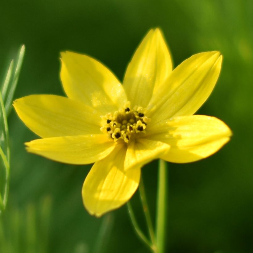 Coreopsis verticilata Sunbeam - Meisjesogen (Bloei)