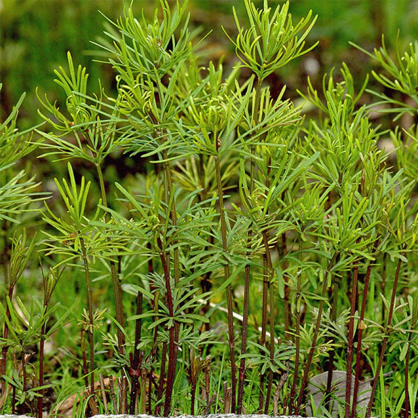 Coreopsis verticillata Bengal Tiger - Meisjesogen (Foliage)