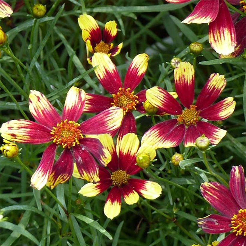 Coreopsis verticillata Bengal Tiger - Meisjesogen (Flowering)