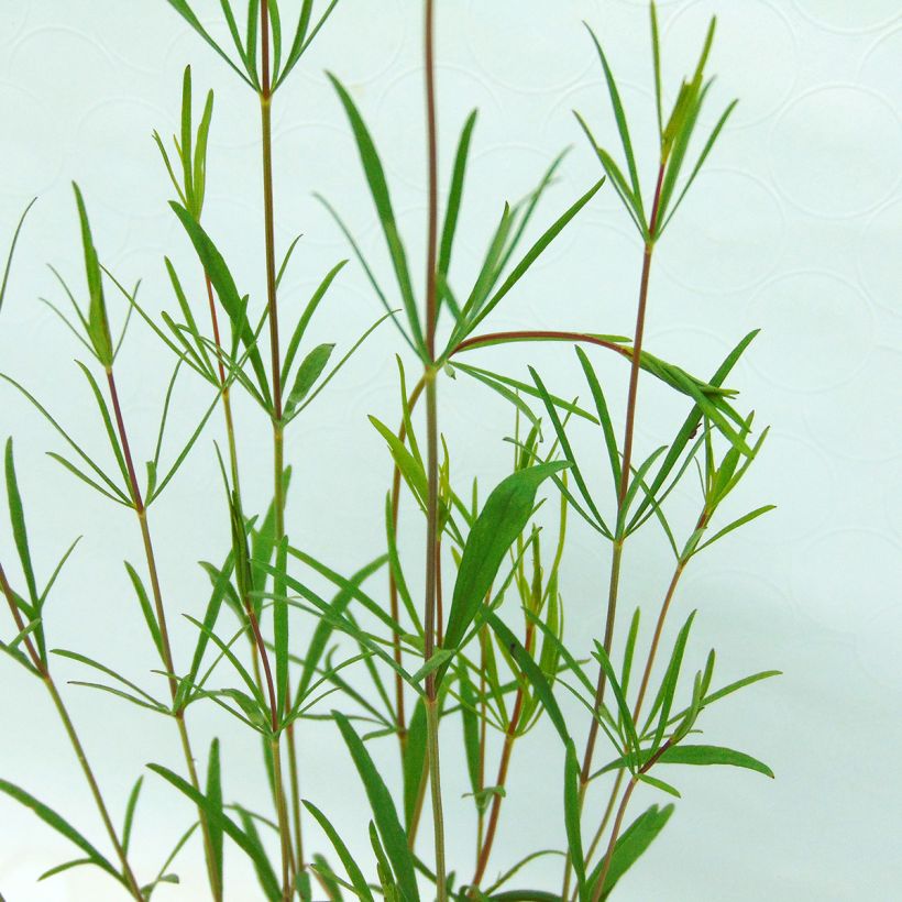 Coreopsis verticillata Moonbeam - Meisjesogen (Foliage)