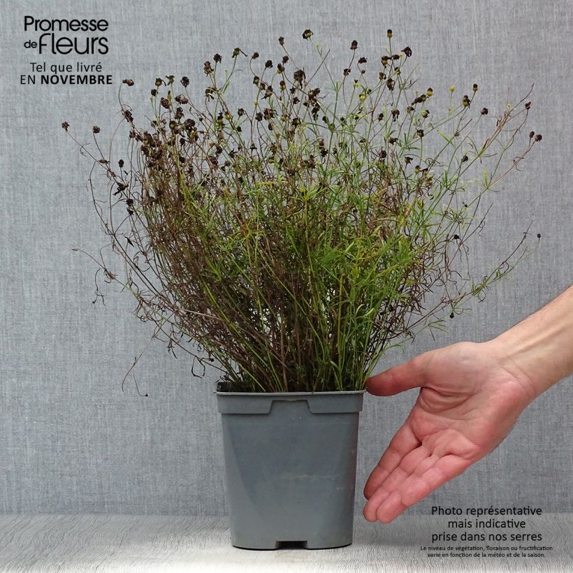 Exemplaar van Coreopsis verticillata Moonbeam - Meisjesogen Pot van 2 l/3 l zoals geleverd in de herfst