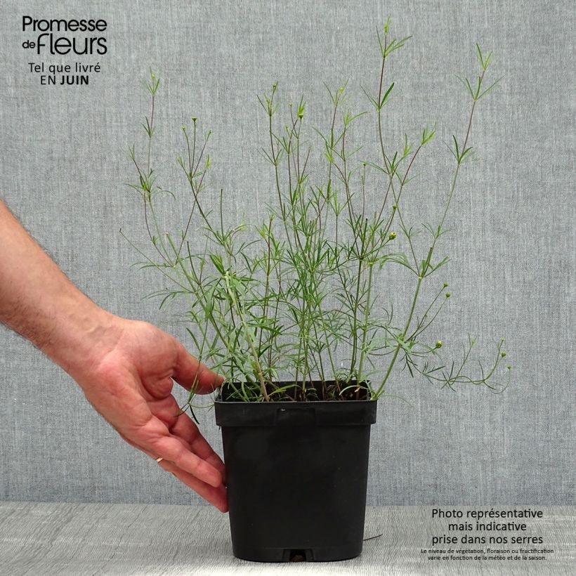 Exemplaar van Coreopsis verticillata Moonbeam - Meisjesogen Pot van 2 l/3 l zoals geleverd in de zomer