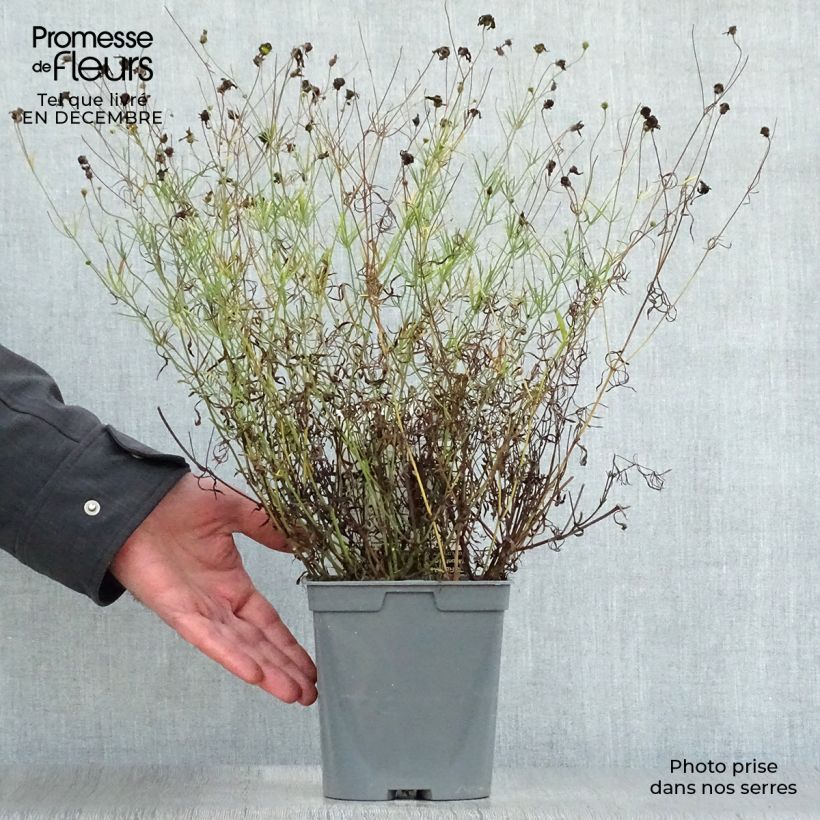 Example of Coreopsis verticillata Moonbeam (Clair de Lune) - Coréopsis verticillé Pot van 2 l/3 l as you get in hiver