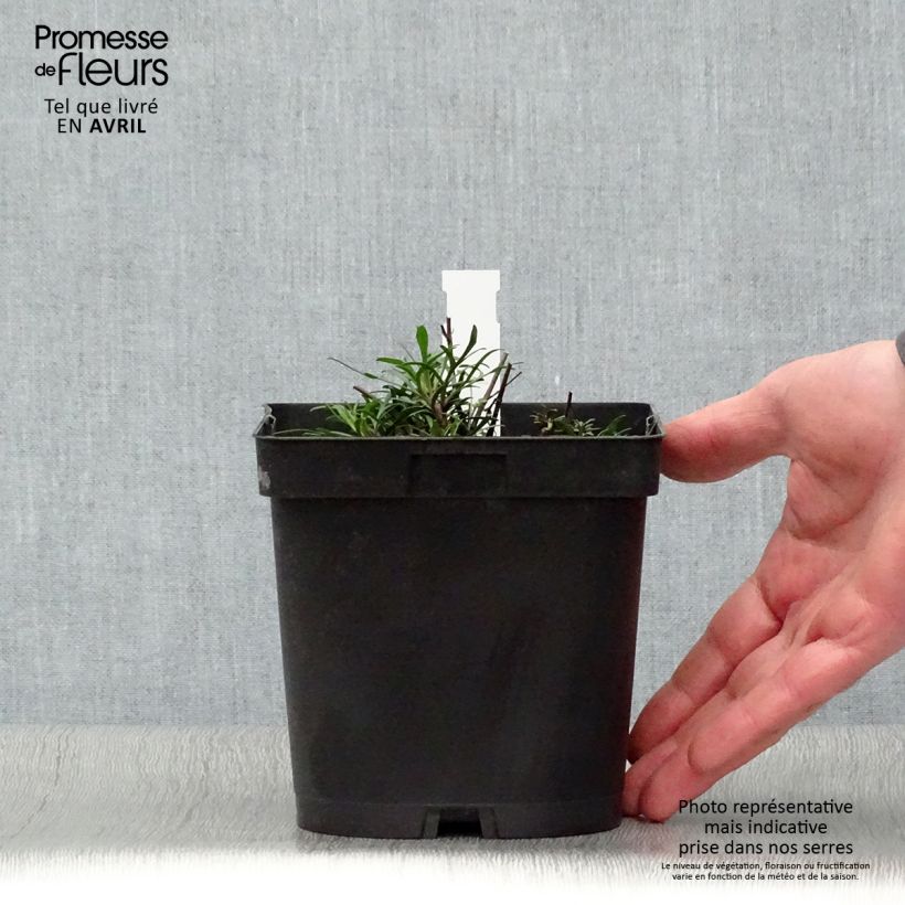 Exemplaar van Coreopsis verticillata Moonbeam - Meisjesogen Pot van 2 l/3 l zoals geleverd in de lente