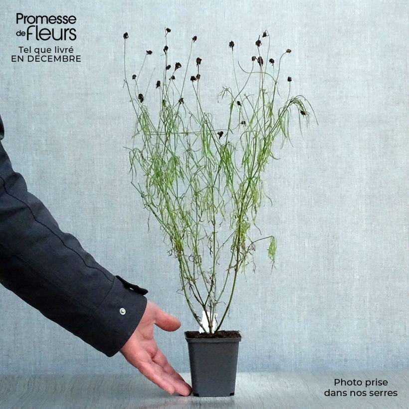 Example of Coreopsis verticillata Route 66 Kweekpotje van 8/9 cm as you get in hiver