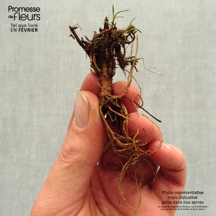 Example of Coreopsis verticillata S&S Curry Up - Coreopsis verticillé Naakte wortel as you get in hiver