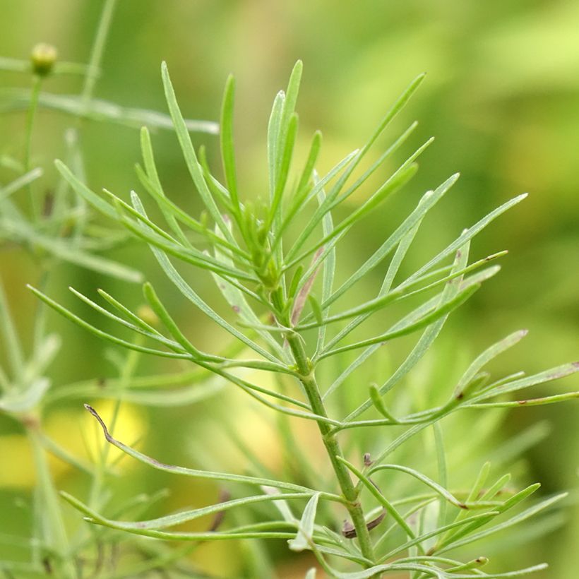 Coreopsis verticillata Sassy Saffron - Meisjesogen (Blad)