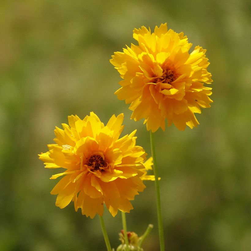 Coreopsis alpinus Early Sunrise - Meisjesogen (Bloei)