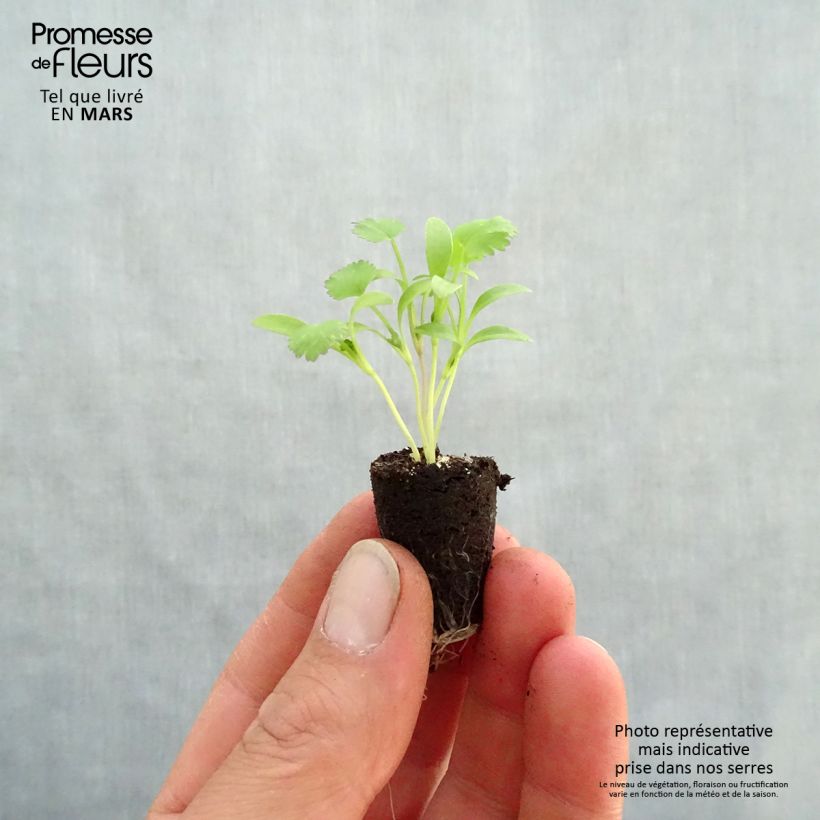 Exemplaar van Koriander BIO - Coriandrum sativum (jonge planten in perspotjes) Mini-mot Ø 1,5/2,5 cm zoals geleverd in de lente