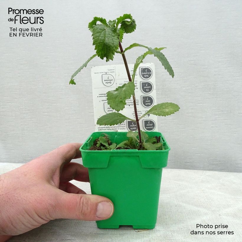 Exemplaar van Koriander - Coriandrum sativum (jonge planten) Pot van 10 cm/11 cm zoals geleverd in de winter