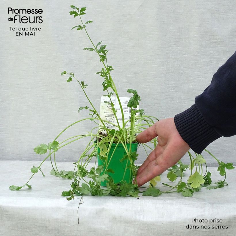 Exemplaar van Koriander - Coriandrum sativum (jonge planten) Pot van 10 cm/11 cm zoals geleverd in de lente