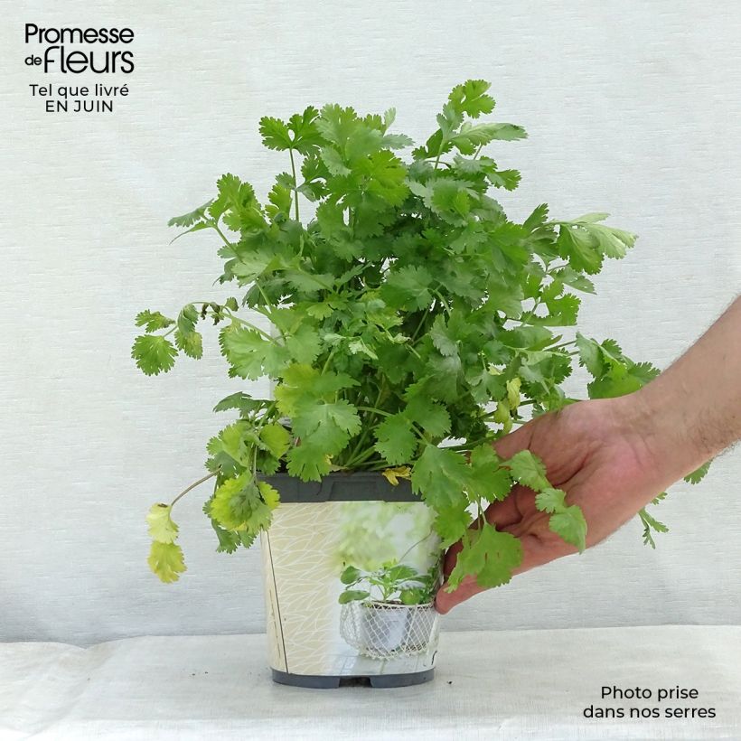 Exemplaar van Koriander BIO - Coriandrum sativum (jonge planten) Pot van 1 l/1,5 l zoals geleverd in de zomer