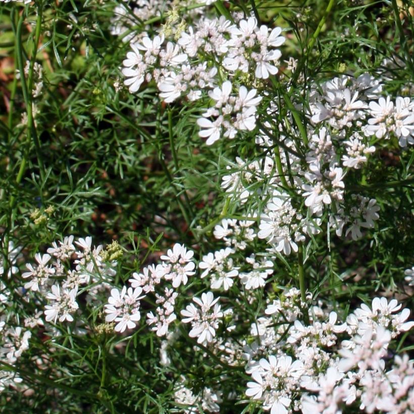 Koriander - Coriandrum sativum (jonge planten) (Bloei)