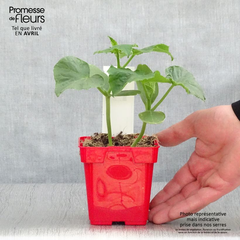 Exemplaar van Augurk Ceto (jonge planten) Pot van 10 cm/11 cm zoals geleverd in de lente
