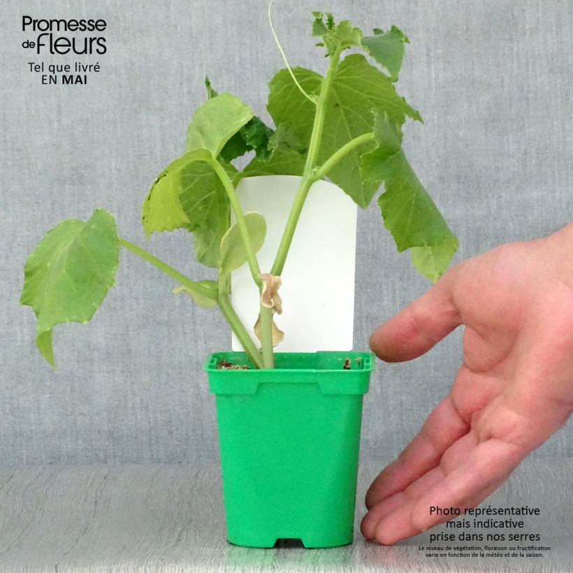 Exemplaar van Augurk Szatmar F1 (jonge planten) Pot van 10 cm/11 cm zoals geleverd in de lente