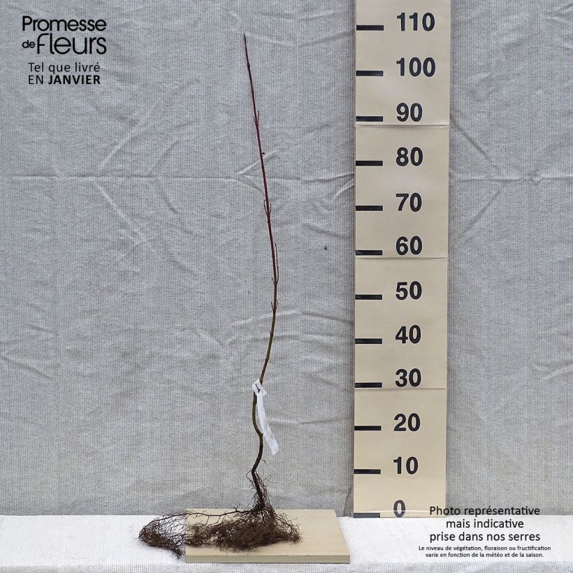 Exemplaar van Witte kornoelje - Cornus alba Naakte wortel, Struik zoals geleverd in de winter