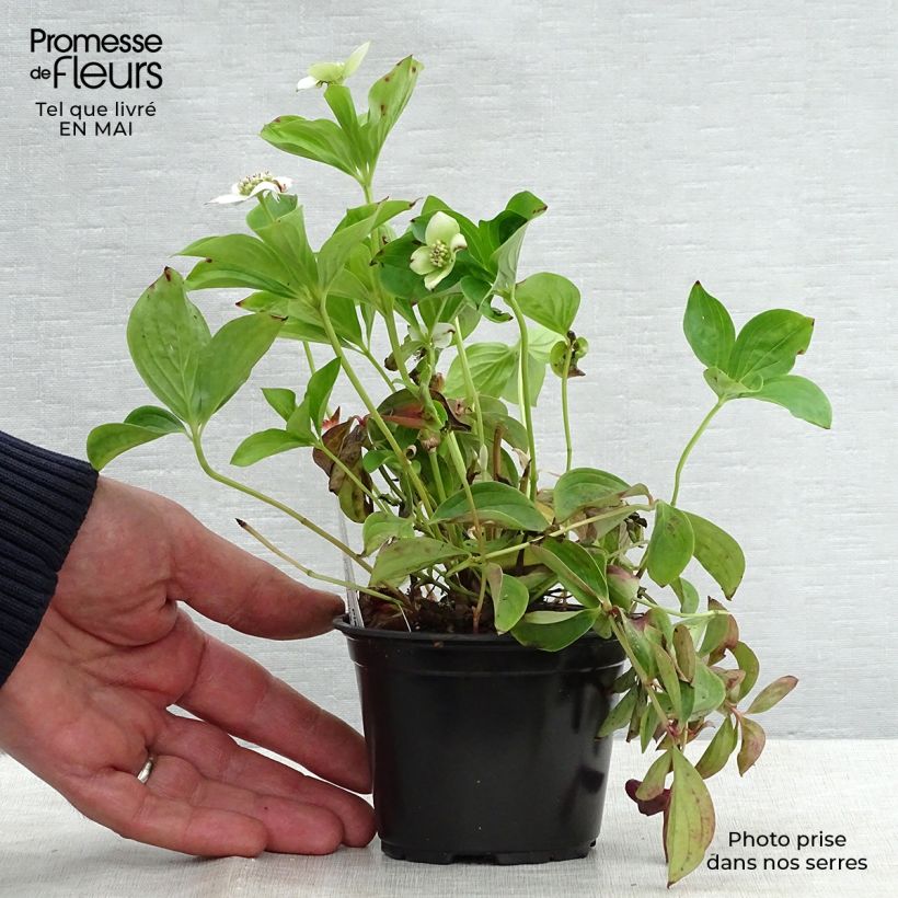 Exemplaar van Cornus canadensis - Kruipende kornoelje Kweekpotje van 8/9 cm zoals geleverd in de lente