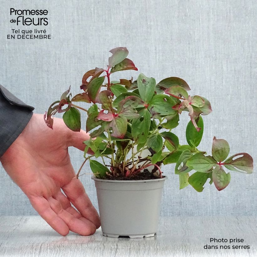 Example of Cornus canadensis - Kruipende kornoelje Kweekpotje van 8/9 cm as you get in hiver