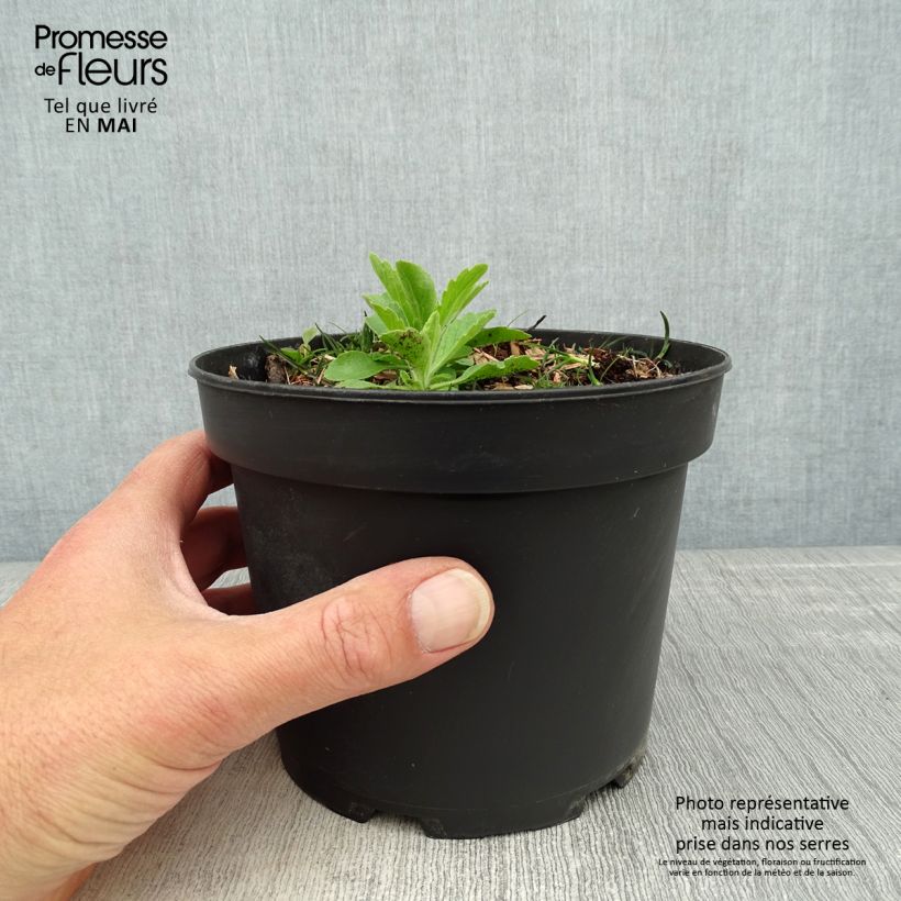 Exemplaar van Cornus canadensis - Kruipende kornoelje Pot van 2 l/3 l zoals geleverd in de lente