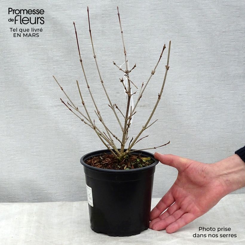 Example of Cornus kousa - Cornouiller du Japon1 Pot van 2 l/3 l as you get in hiver