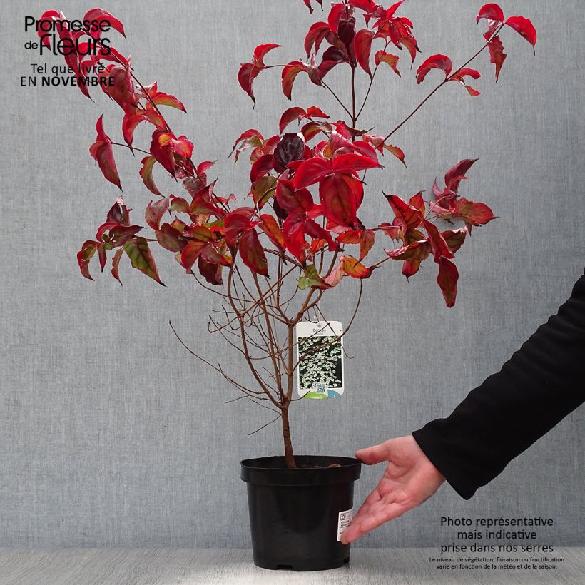 Exemplaar van Cornus kousa - Japanse kornoelje Pot van 2 l/3 l zoals geleverd in de herfst