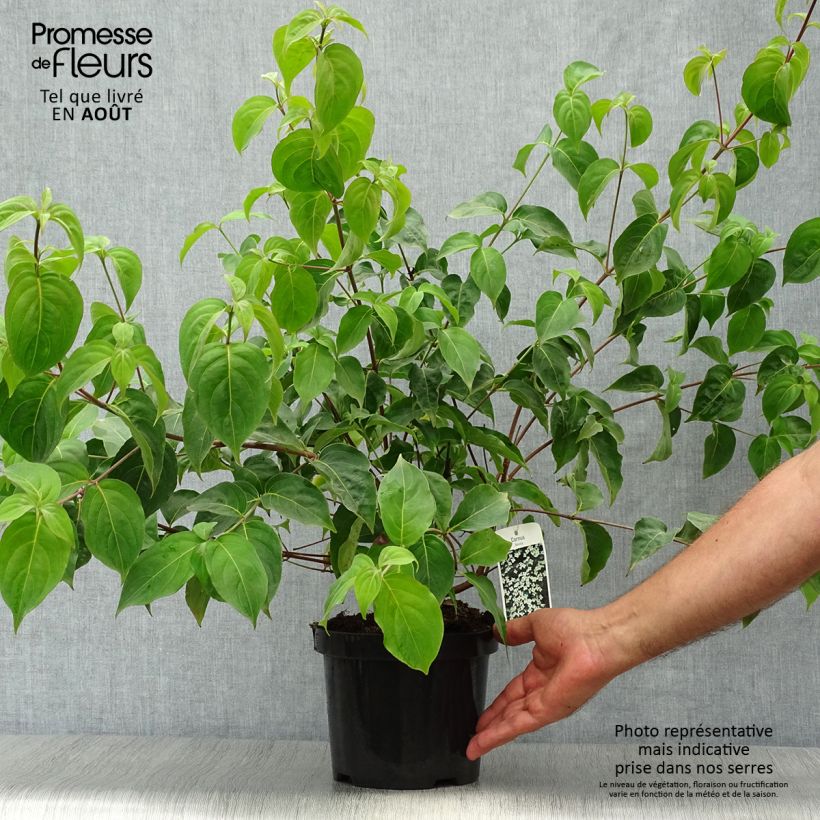 Exemplaar van Cornus kousa - Japanse kornoelje Pot van 2 l/3 l zoals geleverd in de zomer