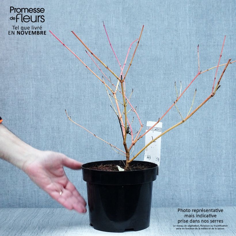 Exemplaar van Cornus sanguinea Anny's Winter Orange - Rode kornoelje Pot van 2 l/3 l zoals geleverd in de herfst