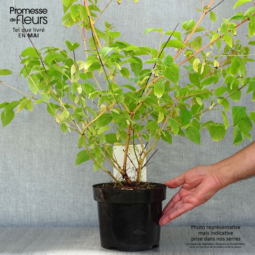 Exemplaar van Cornus sanguinea Anny's Winter Orange - Rode kornoelje Pot van 2 l/3 l zoals geleverd in de lente