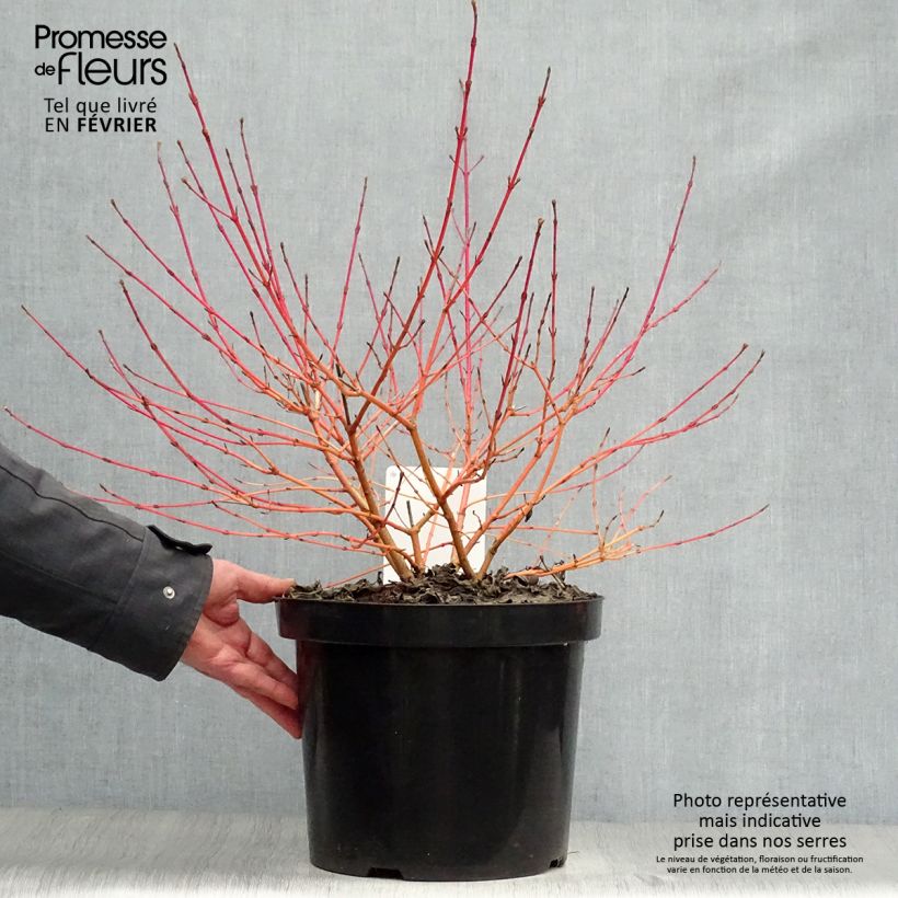 Example of Cornus sanguinea Anny's Winter Orange - Cornouiller sanguin Pot van 7,5 l/10 l as you get in hiver