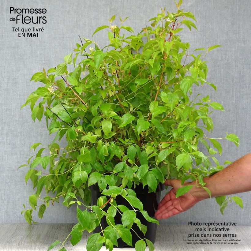 Exemplaar van Cornus sanguinea Anny's Winter Orange - Rode kornoelje Pot van 7,5 l/10 l zoals geleverd in de lente