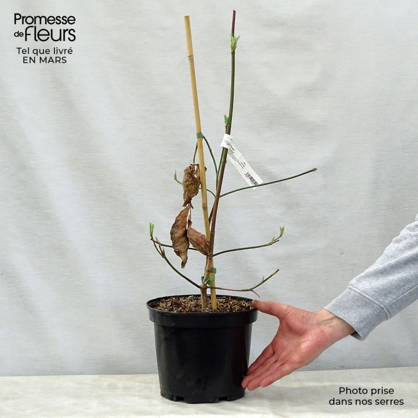 Exemplaar van Cornus nuttalii Eddies White Wonder - Grootbloemige kornoelje Pot van 4 l/5 l zoals geleverd in de lente